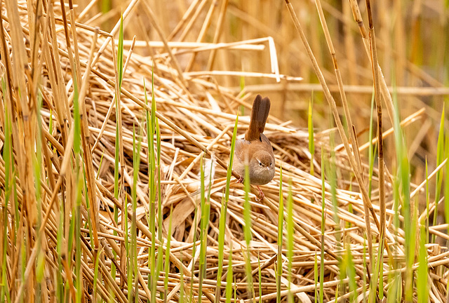 Cetti's warbler