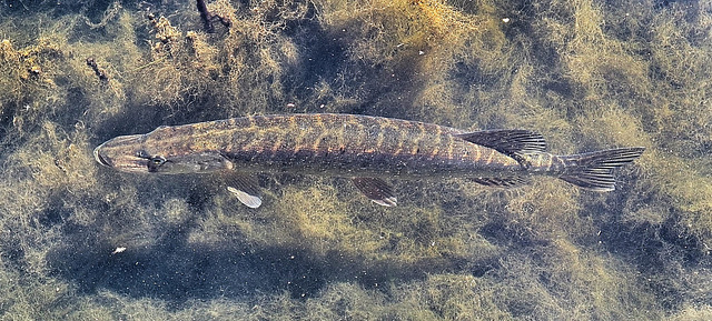 Cardiff Bay Pike