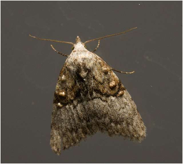 IMG 2104 Moth