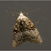 IMG 2104 Moth