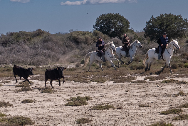 Camargue - manade Raynaud