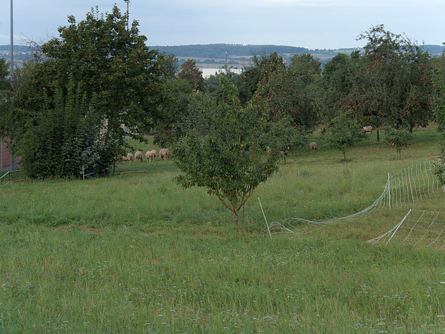 Unhappy (fence down)