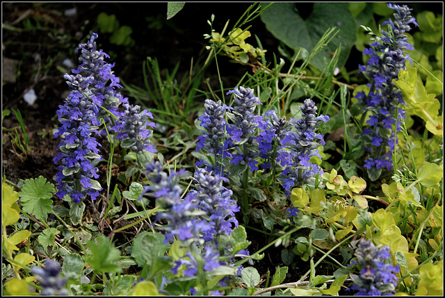 Bugle rampant