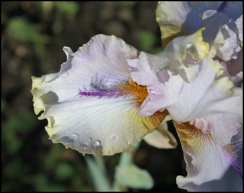 Chamois d'Or (1)