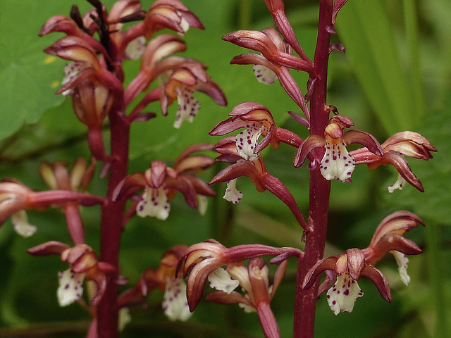 Spotted Coralroot / Corallorhiza maculata