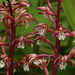 Spotted Coralroot / Corallorhiza maculata