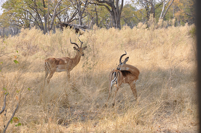 Impaloj. Okavango-Delto