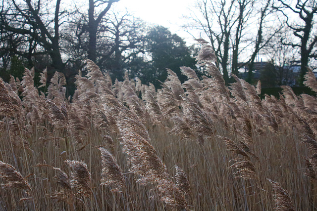 Winter Grass