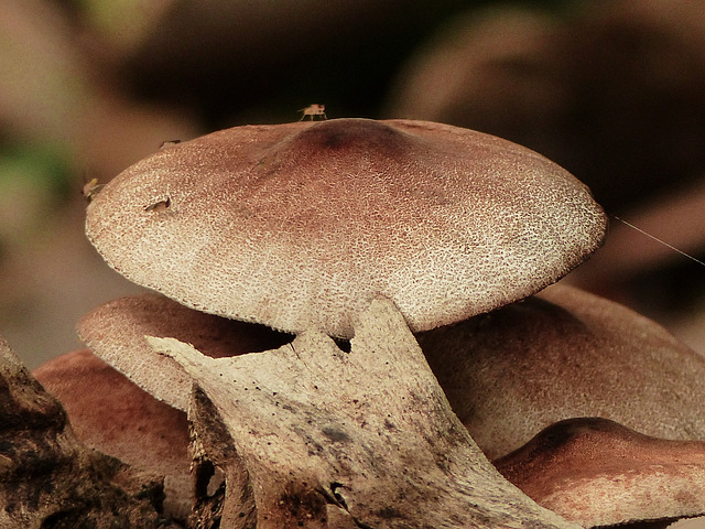 Fungi, Trinidad, Day 6