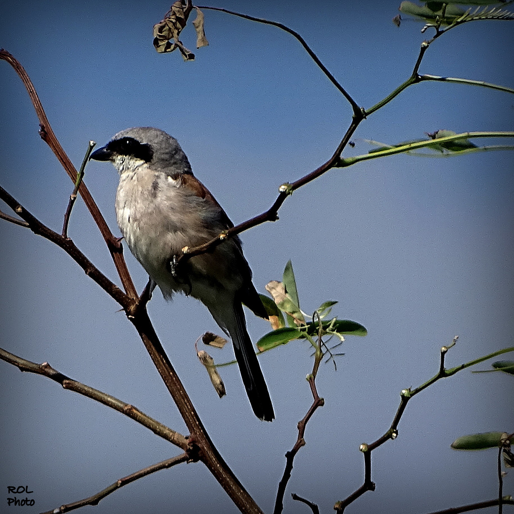 Pie-grièche écorcheur (Lanius collurio) - Red-backed Shrike