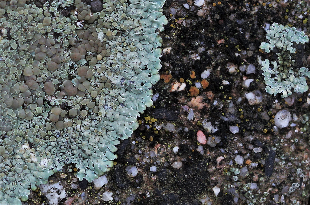 Lecanora muralis (4)