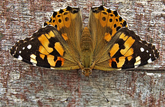 Painted Lady....Just a few of the many hundreds that arrived on Sunday!!!