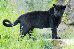Panther