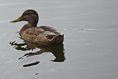 un autre canard............... un autre canard...............