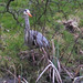 "Our" Great Blue Heron hunting newts for its supper this evening