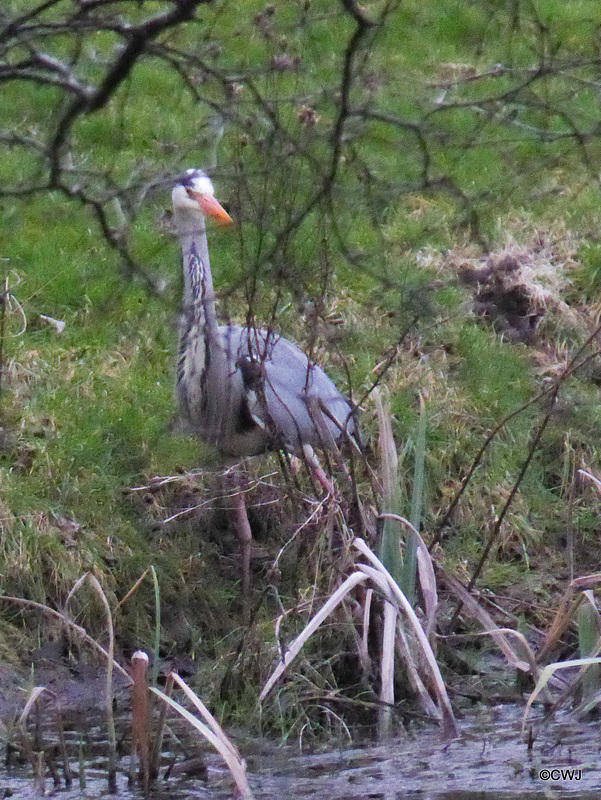 "Our" Great Blue Heron hunting newts for its supper this evening