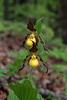 Cypripedium parviflorum var parviflorum (Small Yellow Lady's-slipper orchid)