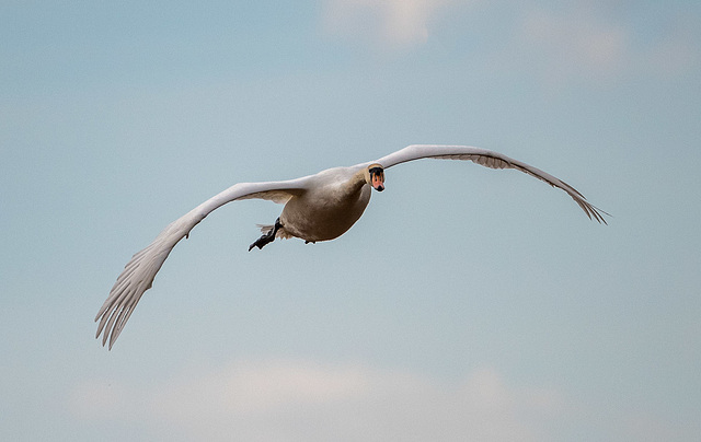 Swan in flight