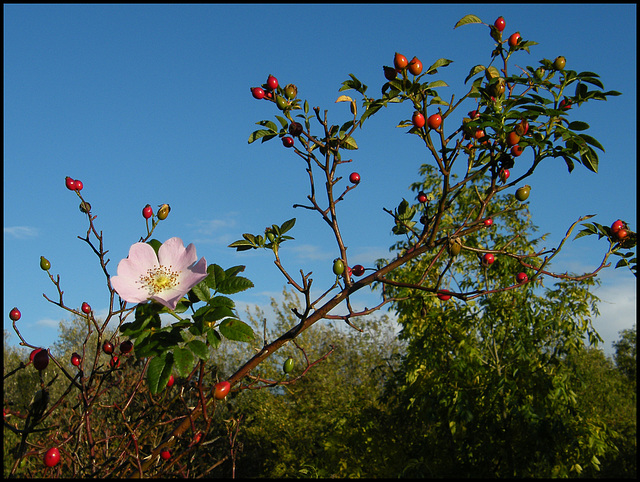 wild rose hips