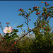 wild rose hips