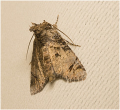 IMG 2107 Moth