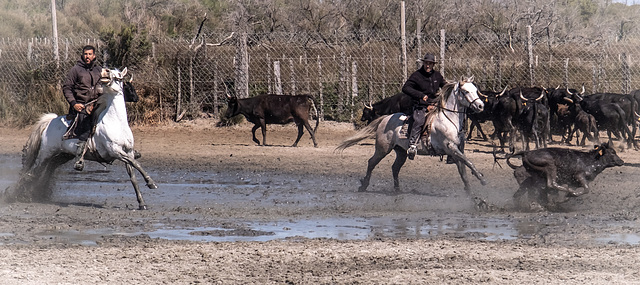 Camargue - manade Raynaud