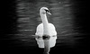 Der majestätische Schwan war etwas verdreckt :))  The majestic swan was a bit dirty :))  Le cygne majestueux était un peu sale :))
