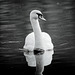 Der majestätische Schwan war etwas verdreckt :))  The majestic swan was a bit dirty :))  Le cygne majestueux était un peu sale :))