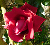 Rose du Parc************