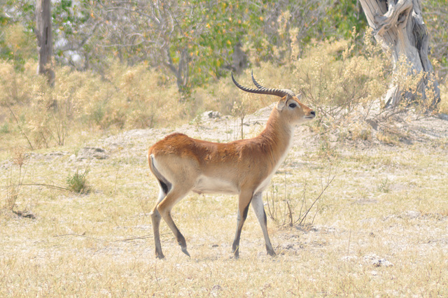 Leĉantilopo. Okavango - Delto