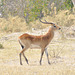 Leĉantilopo. Okavango - Delto