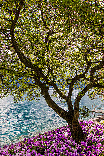 170417 fleurs quai Montreux 3