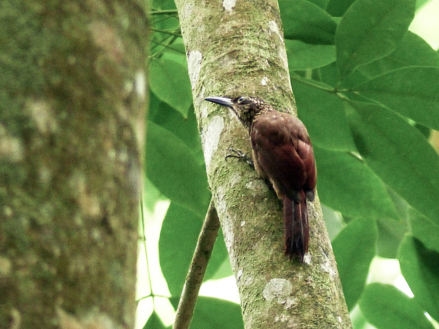 Straight-billed Woodcreeper or Cocoa Woodcreeper?, Trinidad Straight-billed Woodcreeper or Cocoa Woodcreeper?, Trinidad