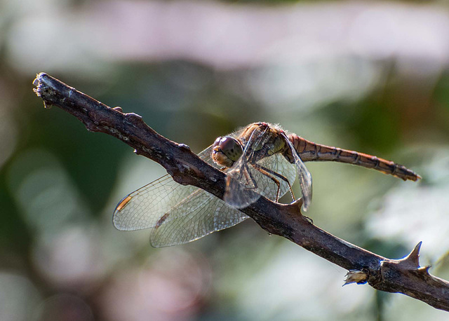 Dragonfly