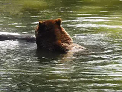 20190822 5453CP~V [D~H] Braunbär, Wisentgehege, Springe