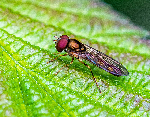 Hoverfly macro