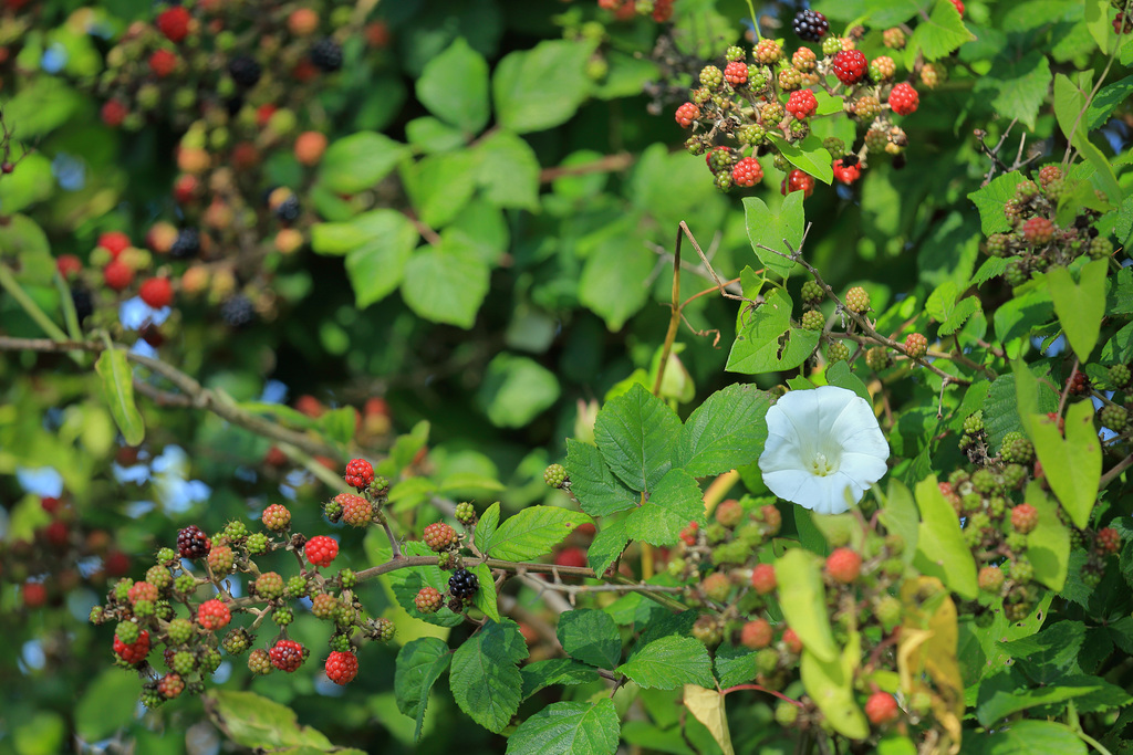 EOS 6D Peter Harriman 10 56 15 39643 summerFruits dpp