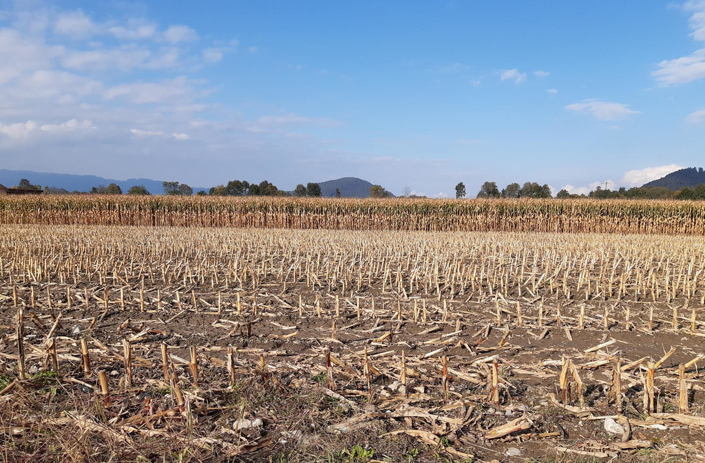 Maisfeld im Herbst