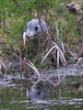 "Our" Great Blue Heron hunting newts for its supper this evening