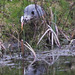 "Our" Great Blue Heron hunting newts for its supper this evening