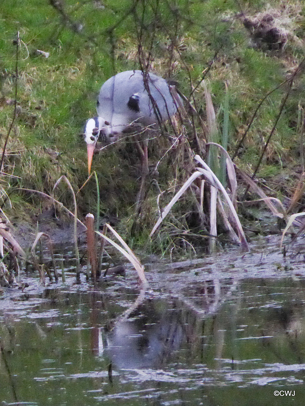 "Our" Great Blue Heron hunting newts for its supper this evening