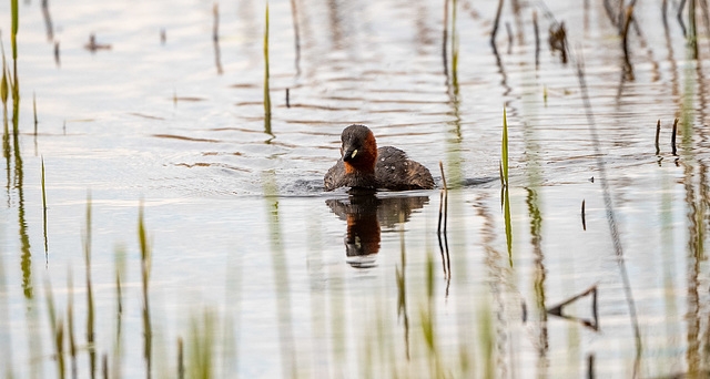 Little grebe