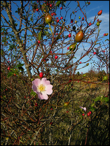 wild autumn rose