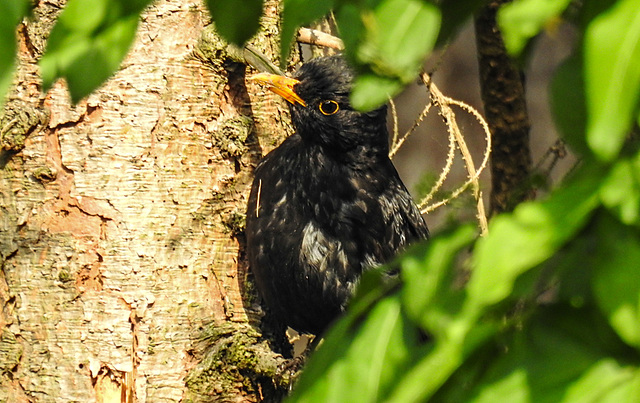 20220514 0924CPw [D~LIP] Amsel, Bad Salzuflen