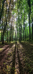 Dinas Powis woods