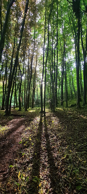 Dinas Powis woods