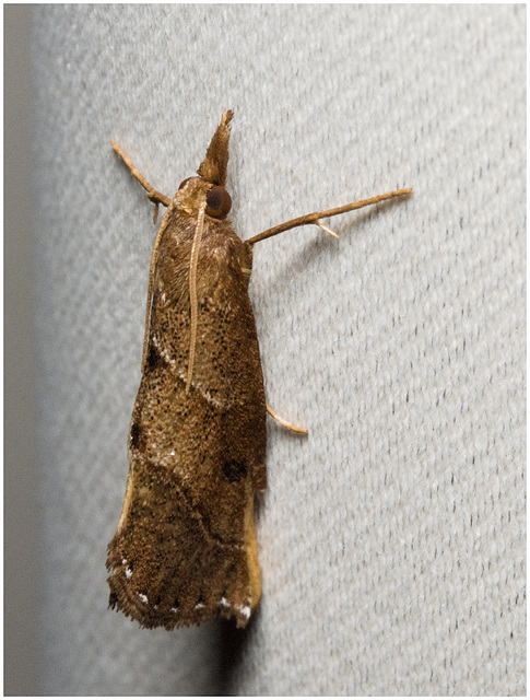 IMG 2108 Moth