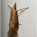 IMG 2108 Moth