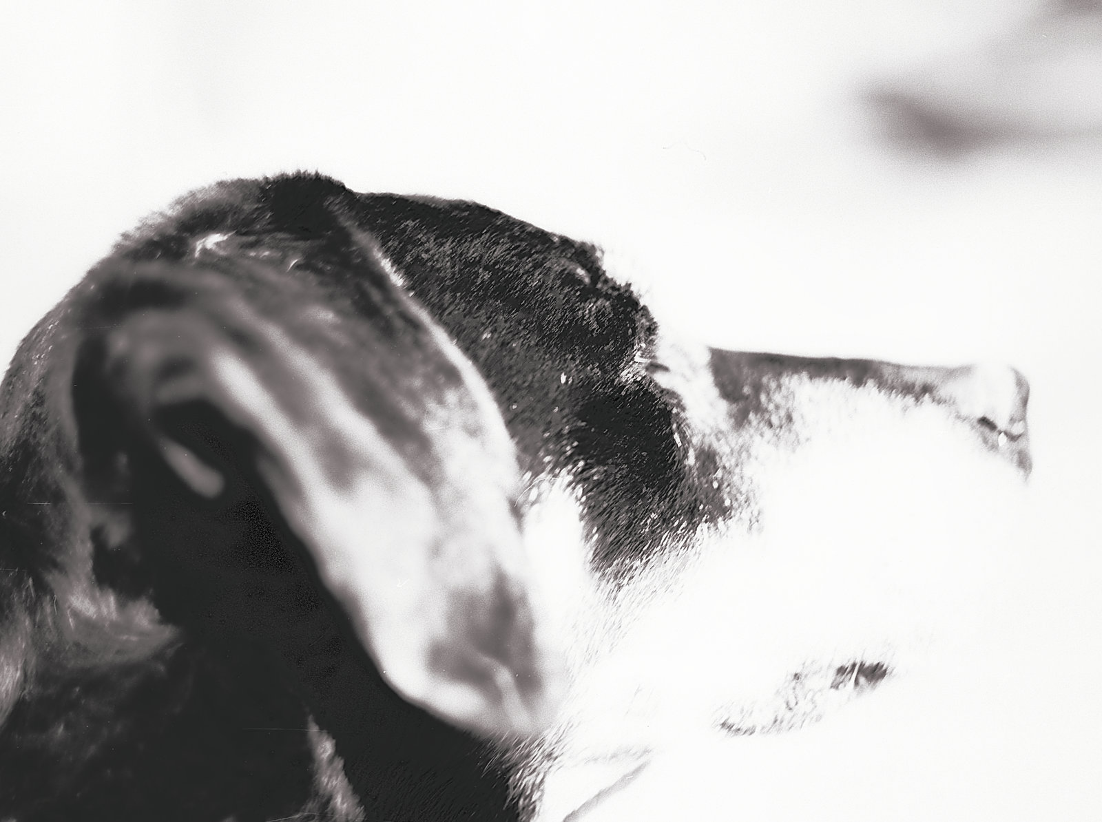 Benny, Studie