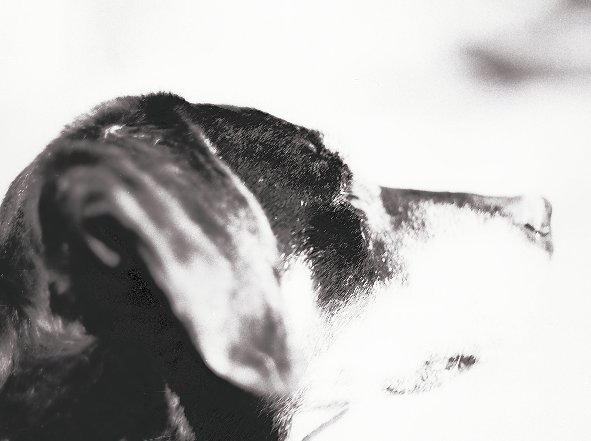 Benny, Studie